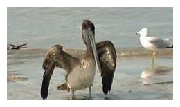 pelican