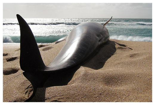 Click to enlarge Beached Whales