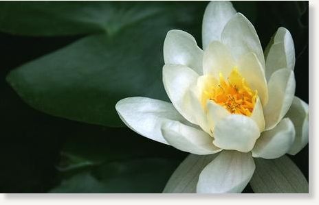 lotus flower