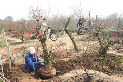 Vietnamese farmer w/ peach trees