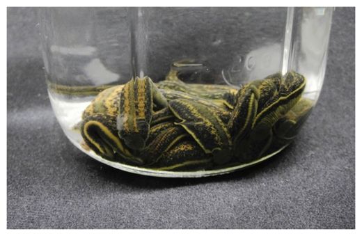 Click to enlarge Medical Leeches