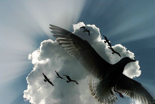 gulls flying