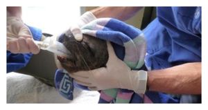 Click to enlarge Baby Seal