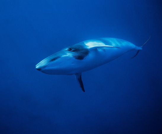 Minke Whale