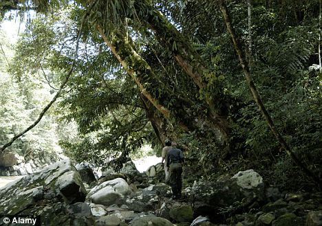 Click to enlarge Malaysian forest