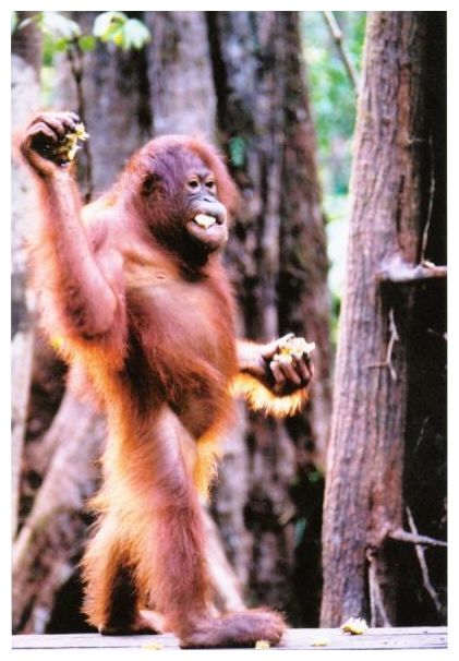 Click to enlarge Orangutan