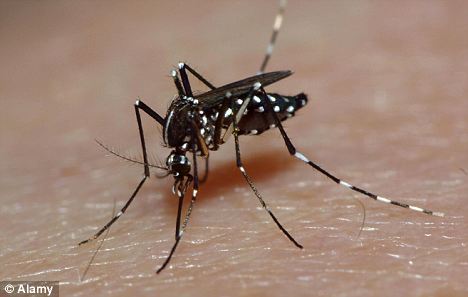 Click to enlarge genetically modified mosquitoes
