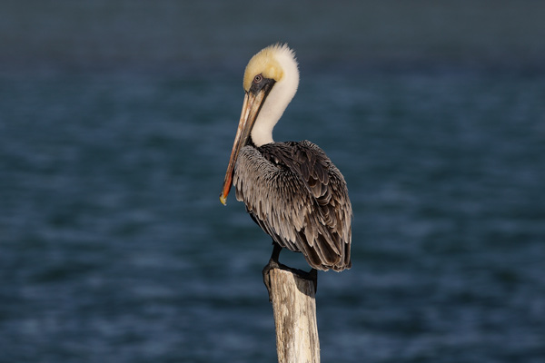 pelican