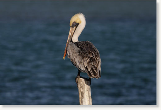 pelican