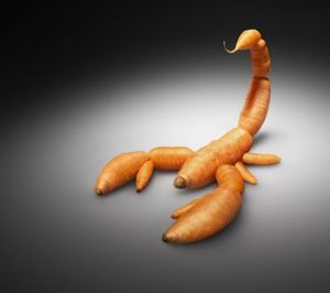 Click to enlarge scorpiocarrot
