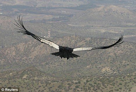 birds-eye view