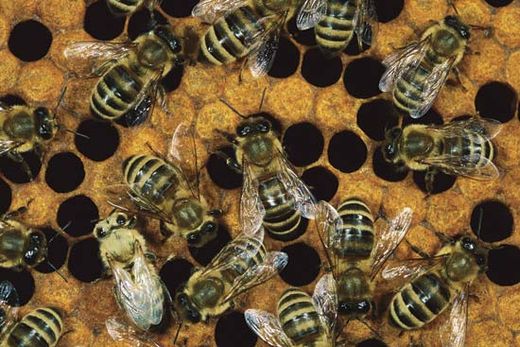 Click to enlarge beehive