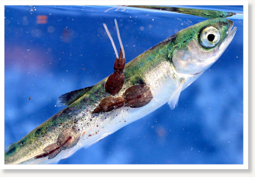 sea lice
