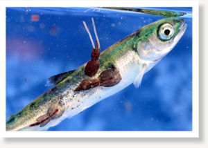 sea lice