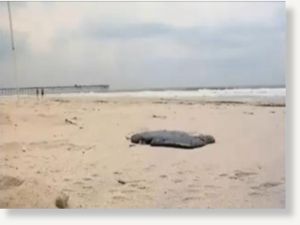 Oil Blob