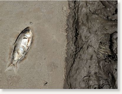 fish,dead,redspot,fungus