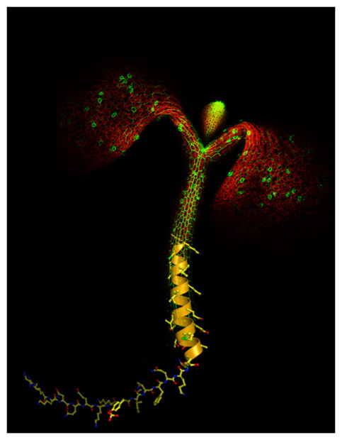 Click to enlarge Kinase Receptor