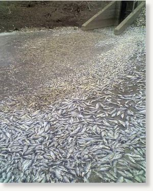 Click to enlarge fish,kill