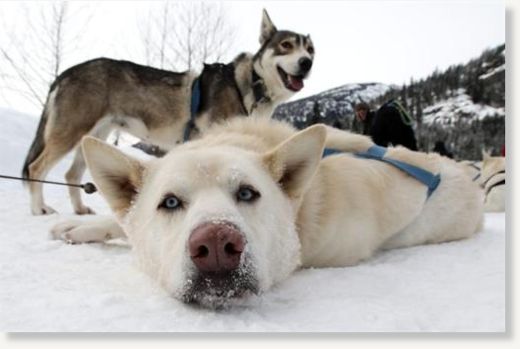 sled dogs 
