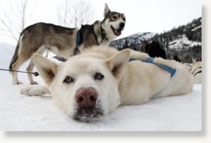 sled dogs 