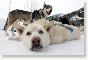 Click to enlarge sled dogs
