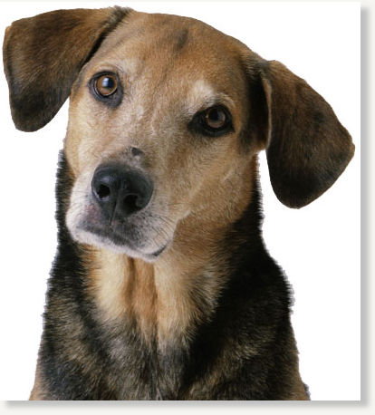 Click to enlarge dog