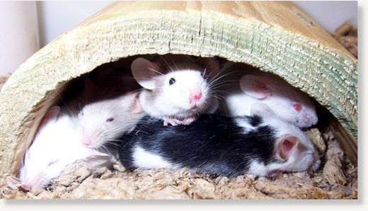 Mice