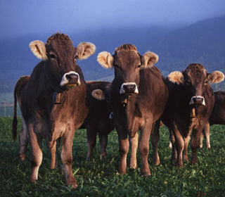 Click to enlarge cows
