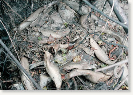 Click to enlarge dead fish