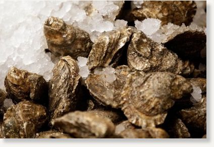 Click to enlarge oysters