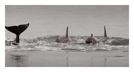 Click to enlarge Stranded Whales