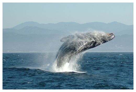 Click to enlarge Humpback Whale
