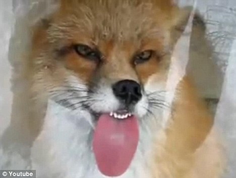fox