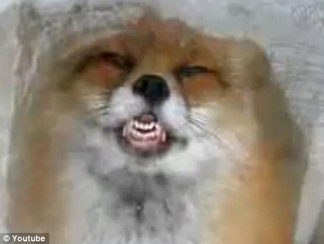 fox