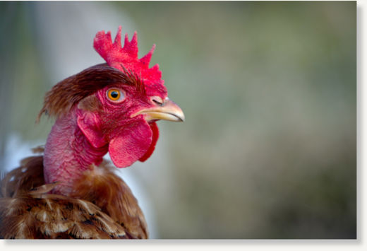 chicken