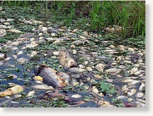 Click to enlarge dead fish