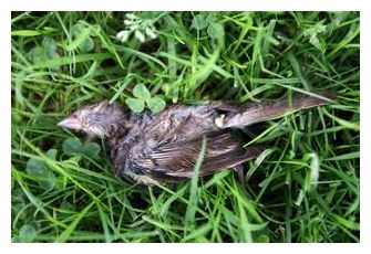 Click to enlarge Dead Bird