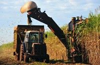 sugar cane