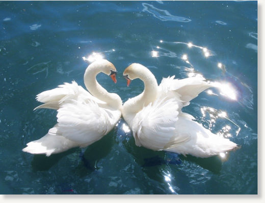 Click to enlarge swan