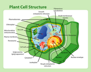 plant cell structure