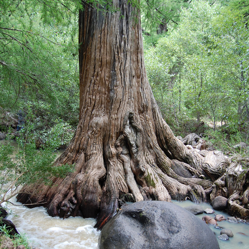 1100 Year Old Tree