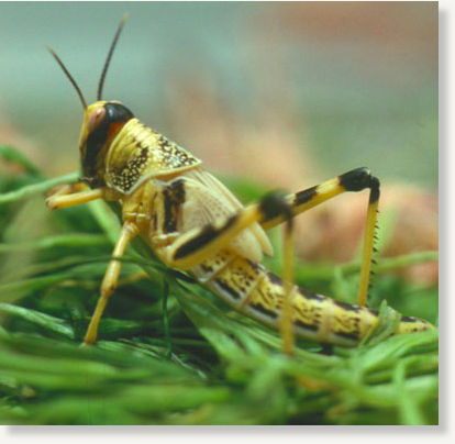 Click to enlarge Locust