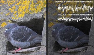 Click to enlarge Sleepy Birds