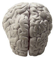 brain