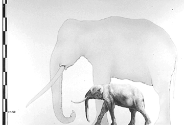 Click to enlarge Image