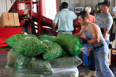 Click to enlarge Seafood continues to be fished