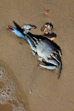 Click to enlarge Dead Blue Crab