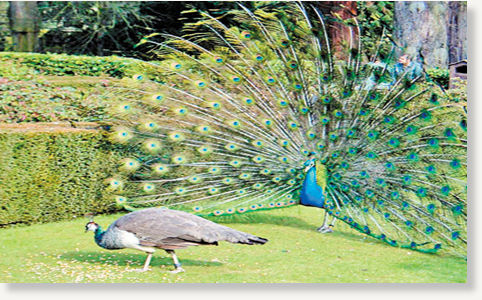 Click to enlarge peacock