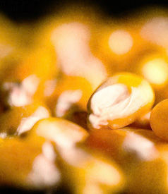 corn
