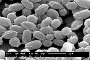 anthrax spores